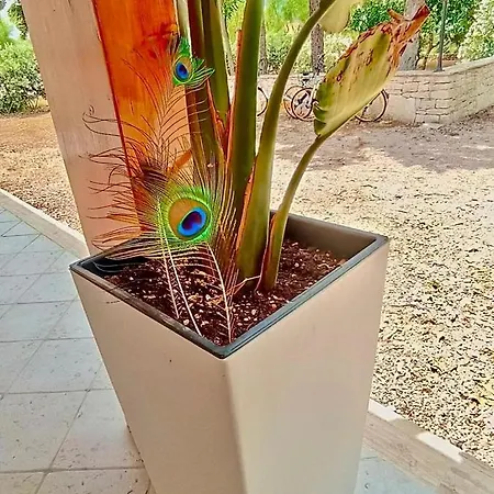 فيلة Villalauraecostanza